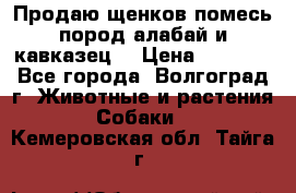 Продаю щенков помесь пород алабай и кавказец. › Цена ­ 1 500 - Все города, Волгоград г. Животные и растения » Собаки   . Кемеровская обл.,Тайга г.